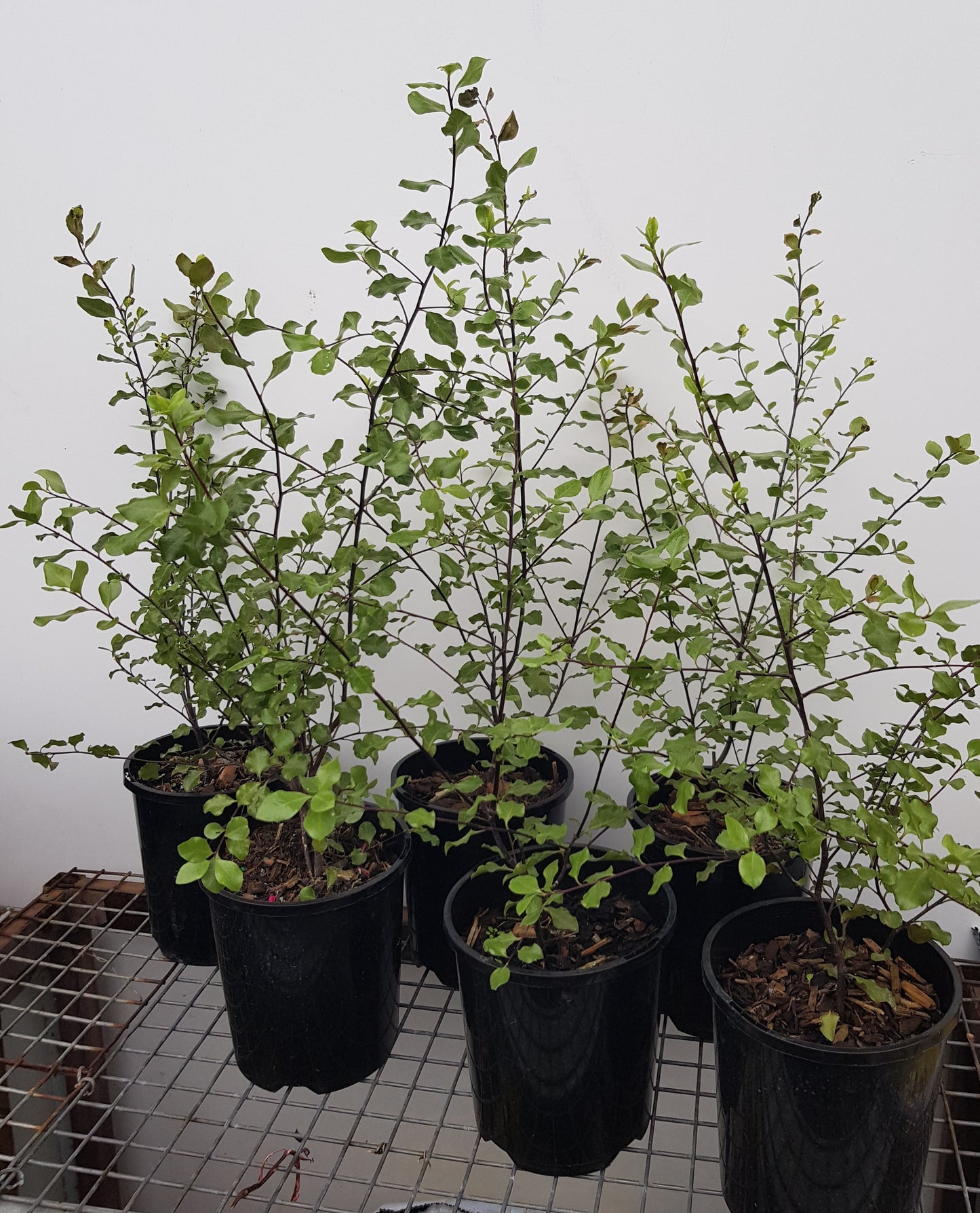 Pittosporum - Silver Sheen
