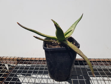 Aloe Saponaria - One Red Hill