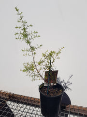 Bronoia Jack Maguires Red