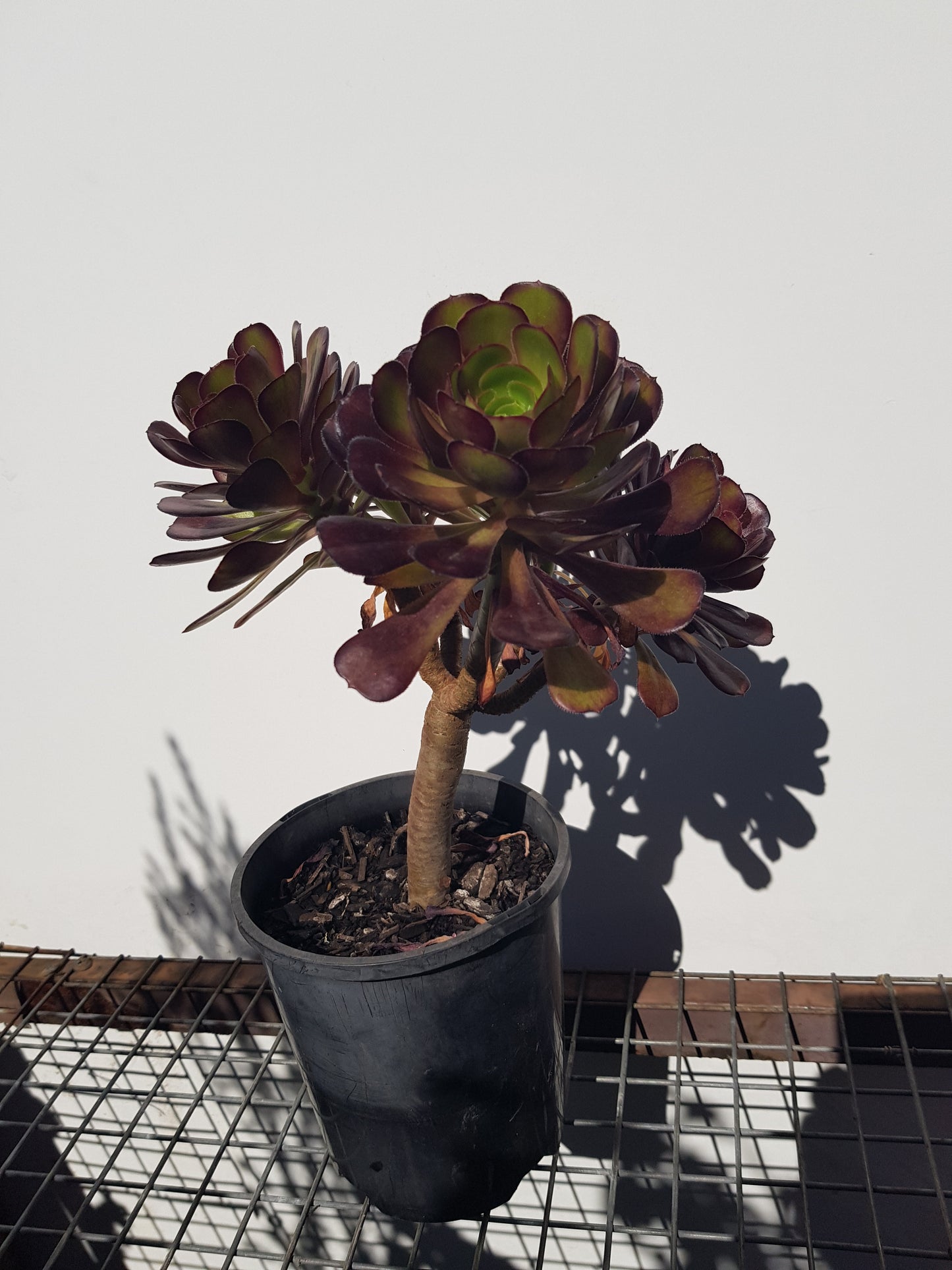 Aeonium Arboreum - Succulent