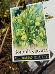 Boronia - Clavata