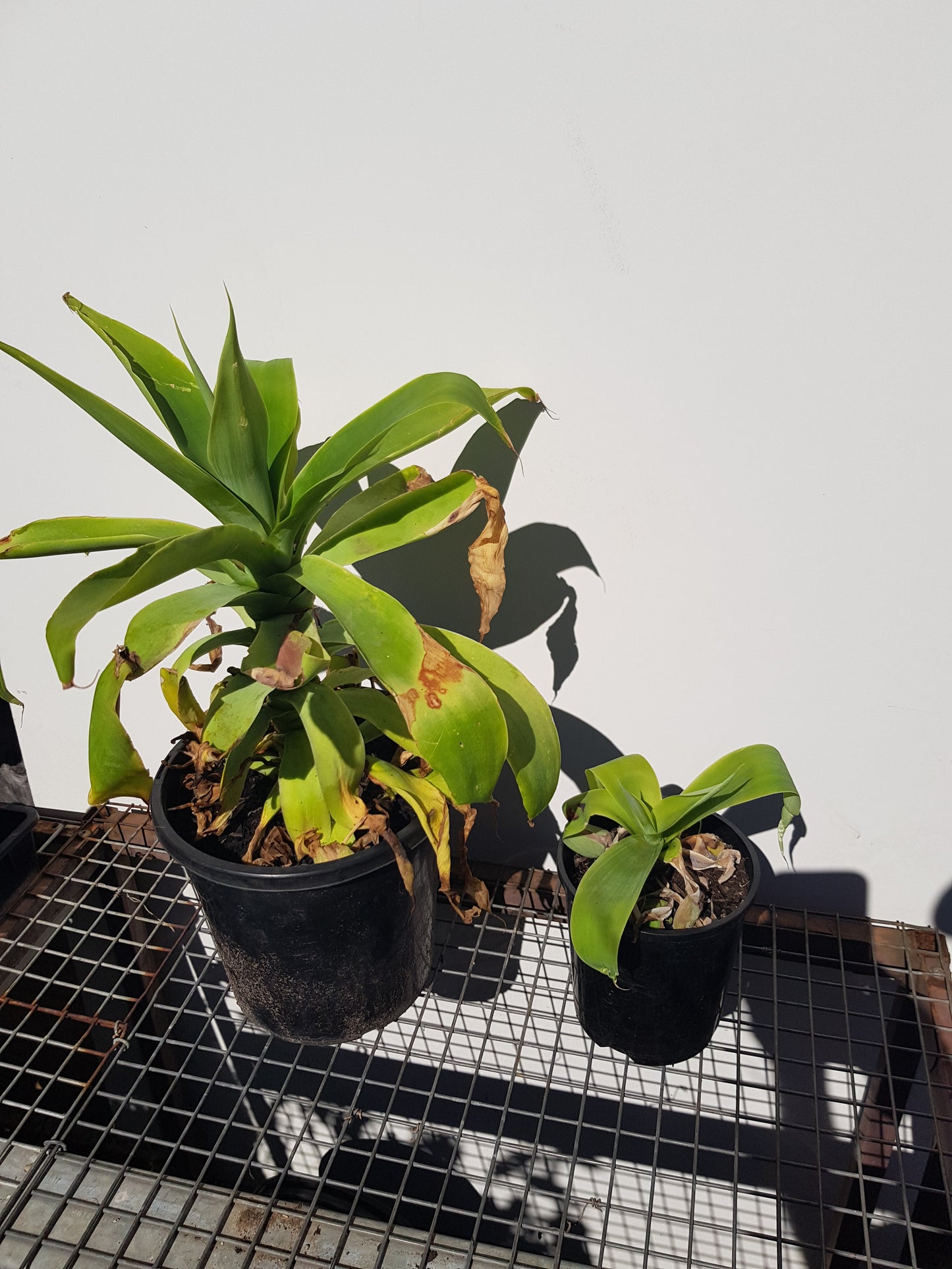 Agave