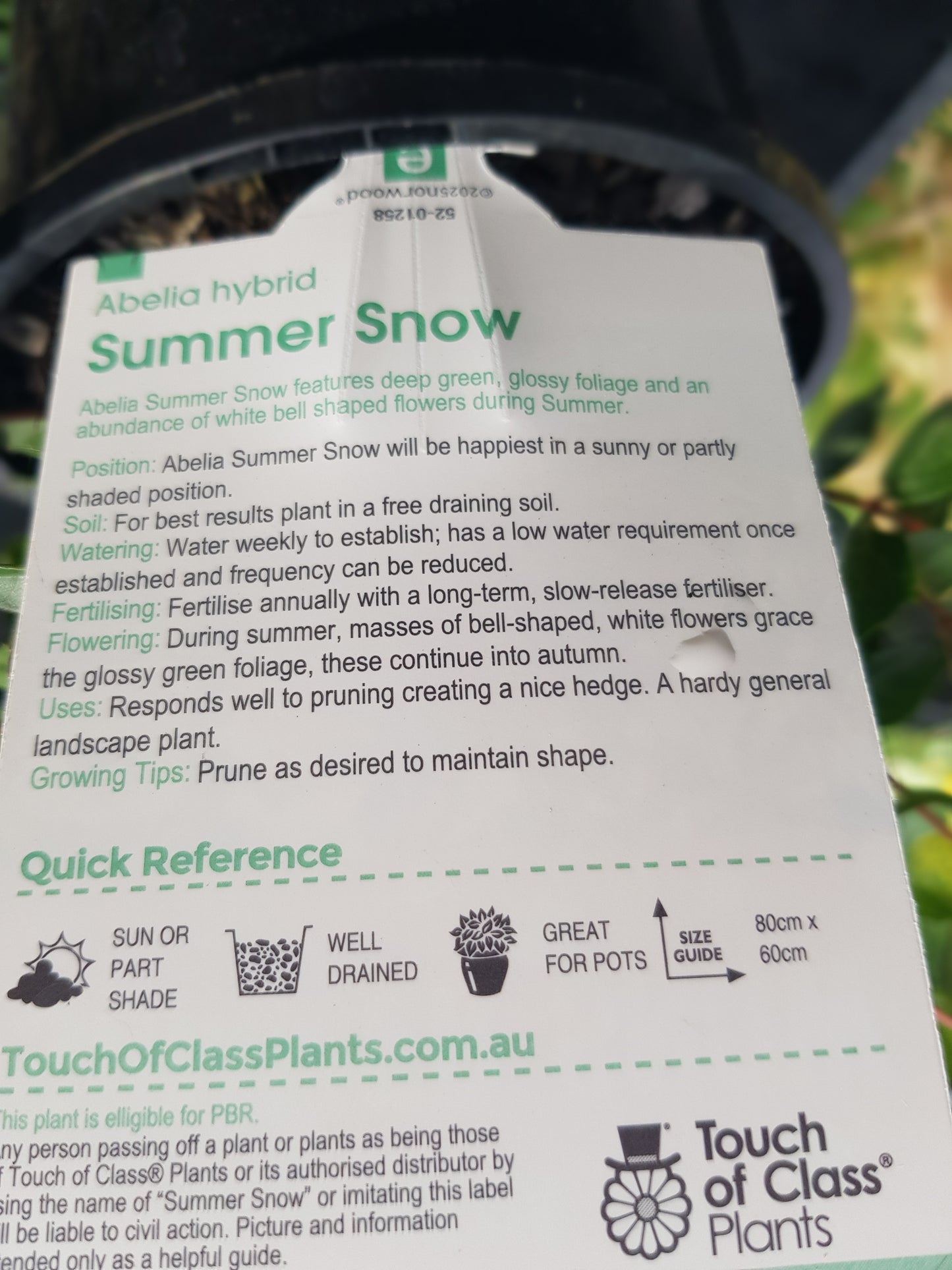 Abelia - Summer Snow