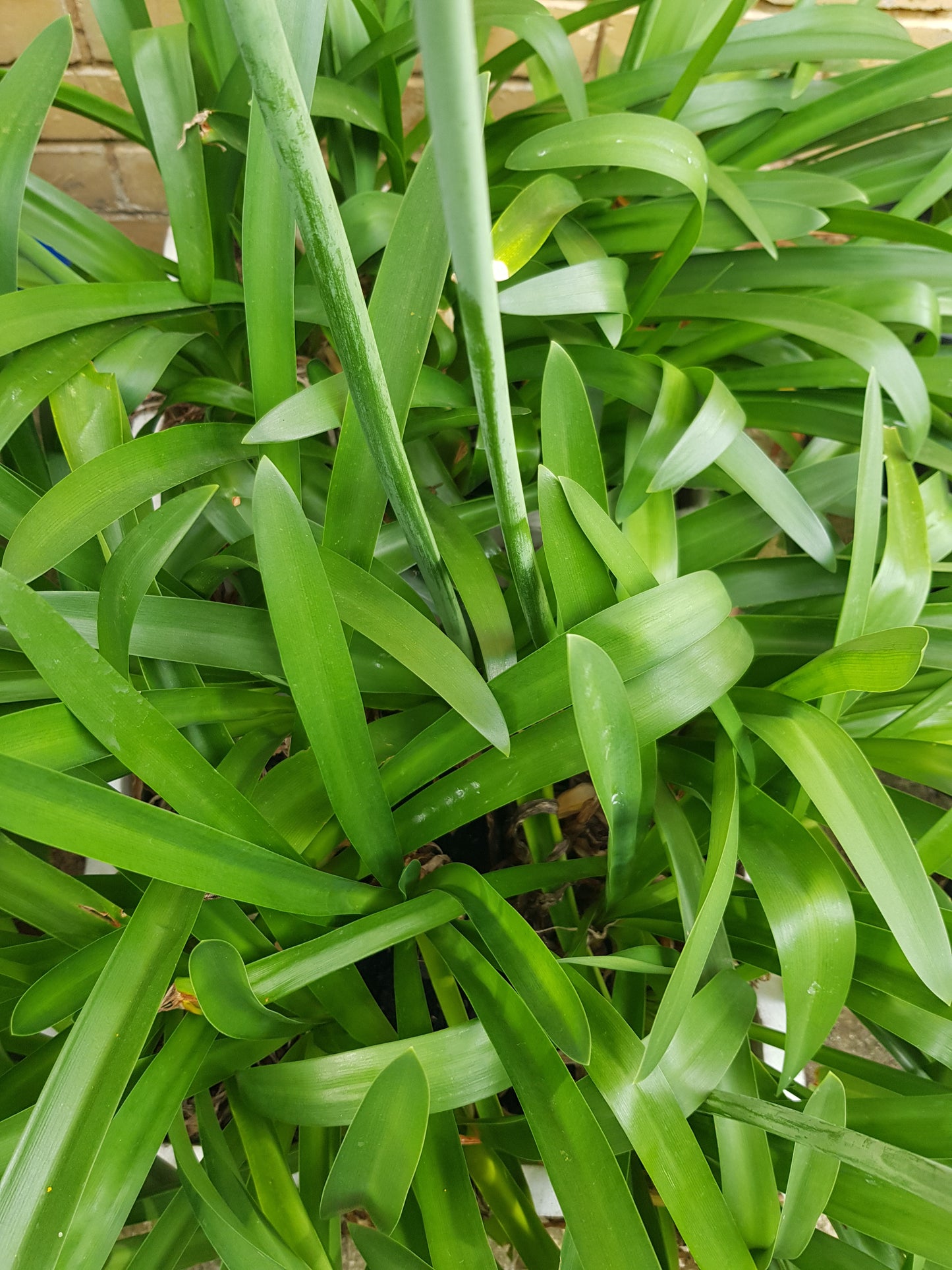 Agapanthus - White