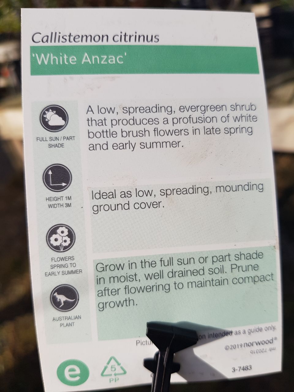 Callistemon - White Anzac