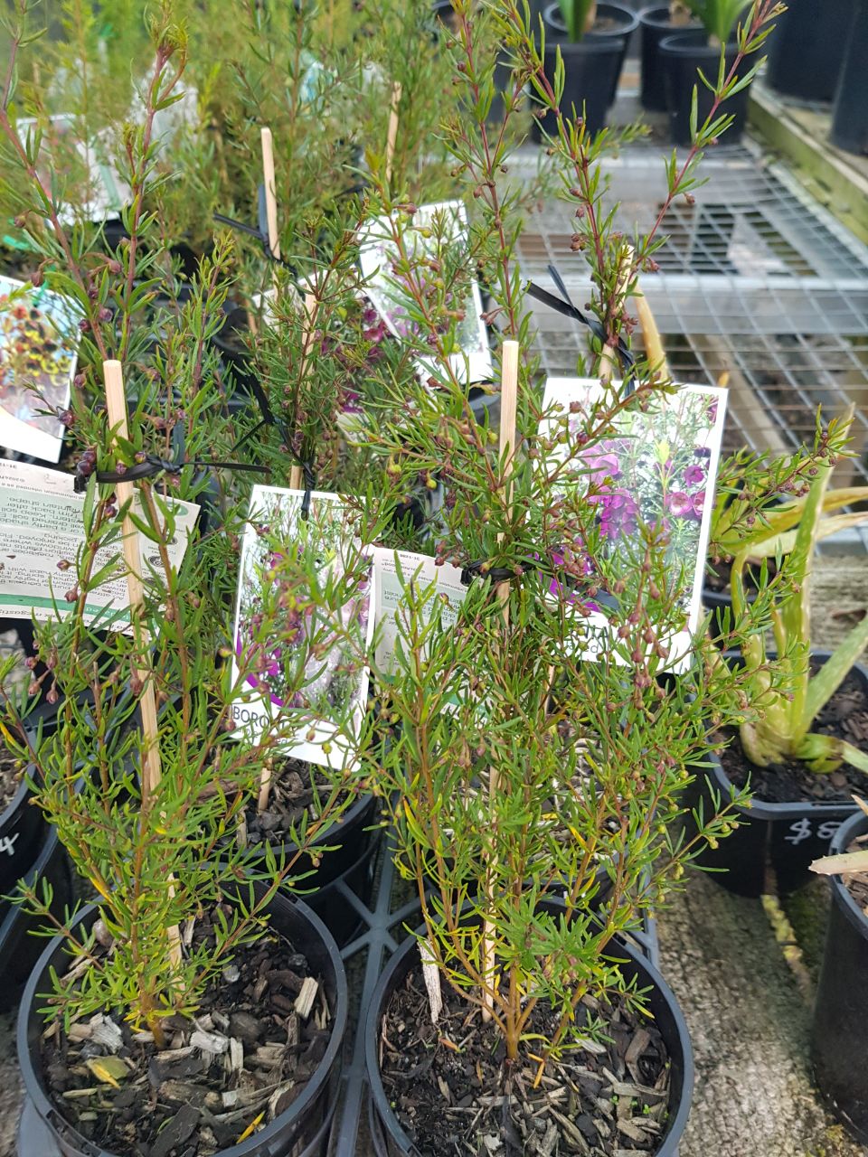 Boronia - Purple Jared