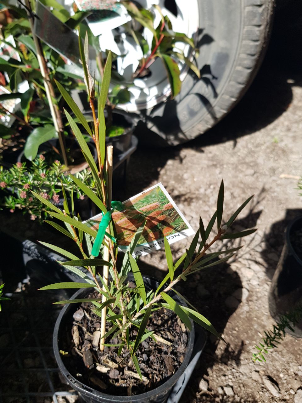 Callistemon - Injune
