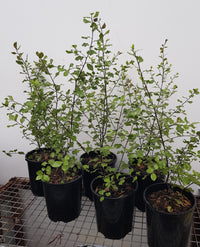 Pittosporum - Silver Sheen