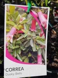 Correa - Dusky Bells