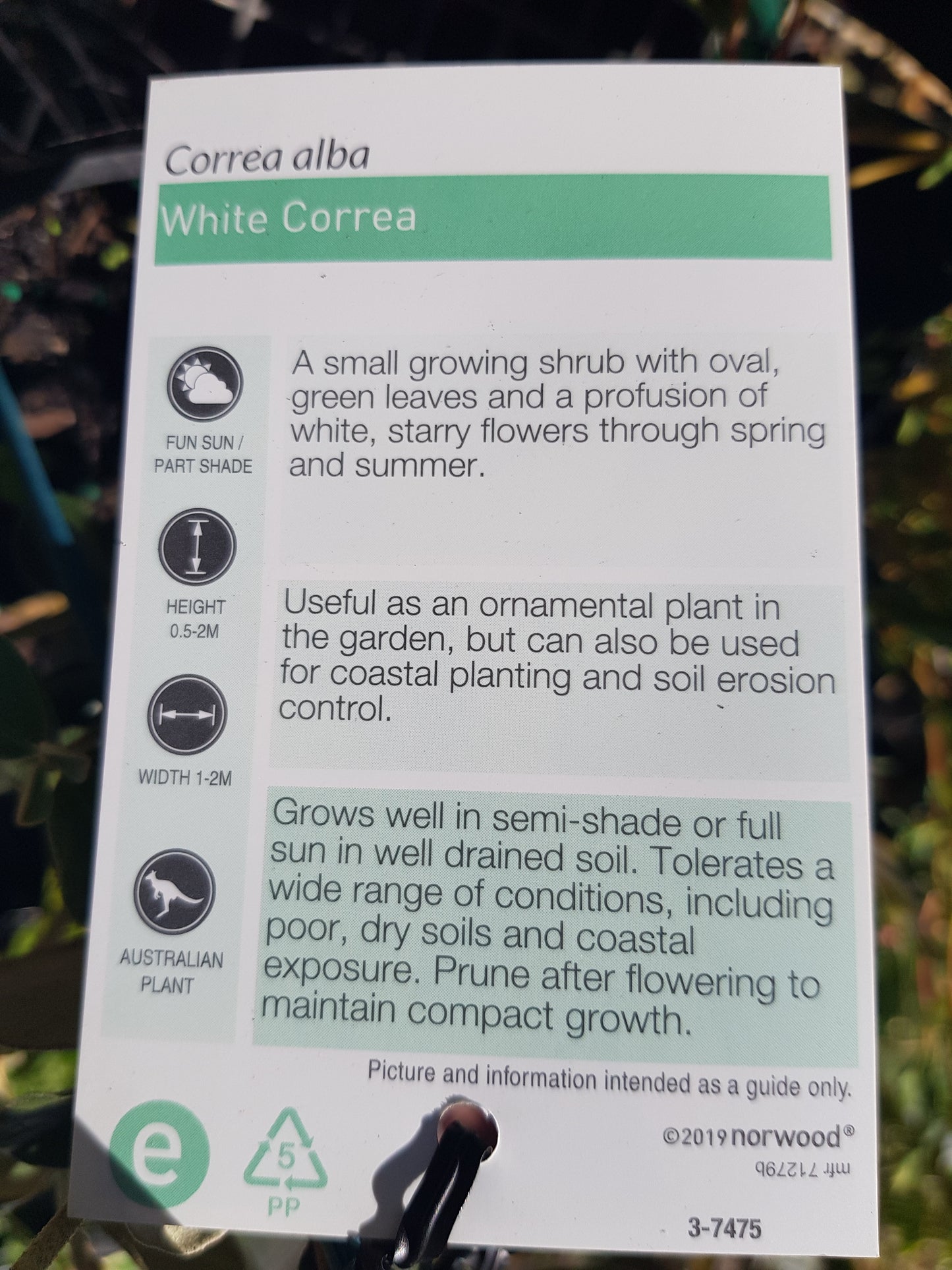 Correa - Alba - White Alba