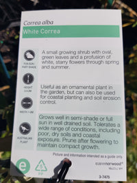 Correa - Alba - White Alba