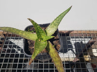 Aloe Saponaria
