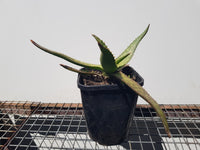 Aloe Saponaria