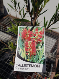 Callistemon - Hannah Ray