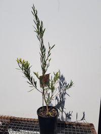 Callistemon - Hannah Ray