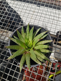 Aloe Lace - Aristata