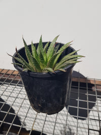 Aloe Lace - Aristata