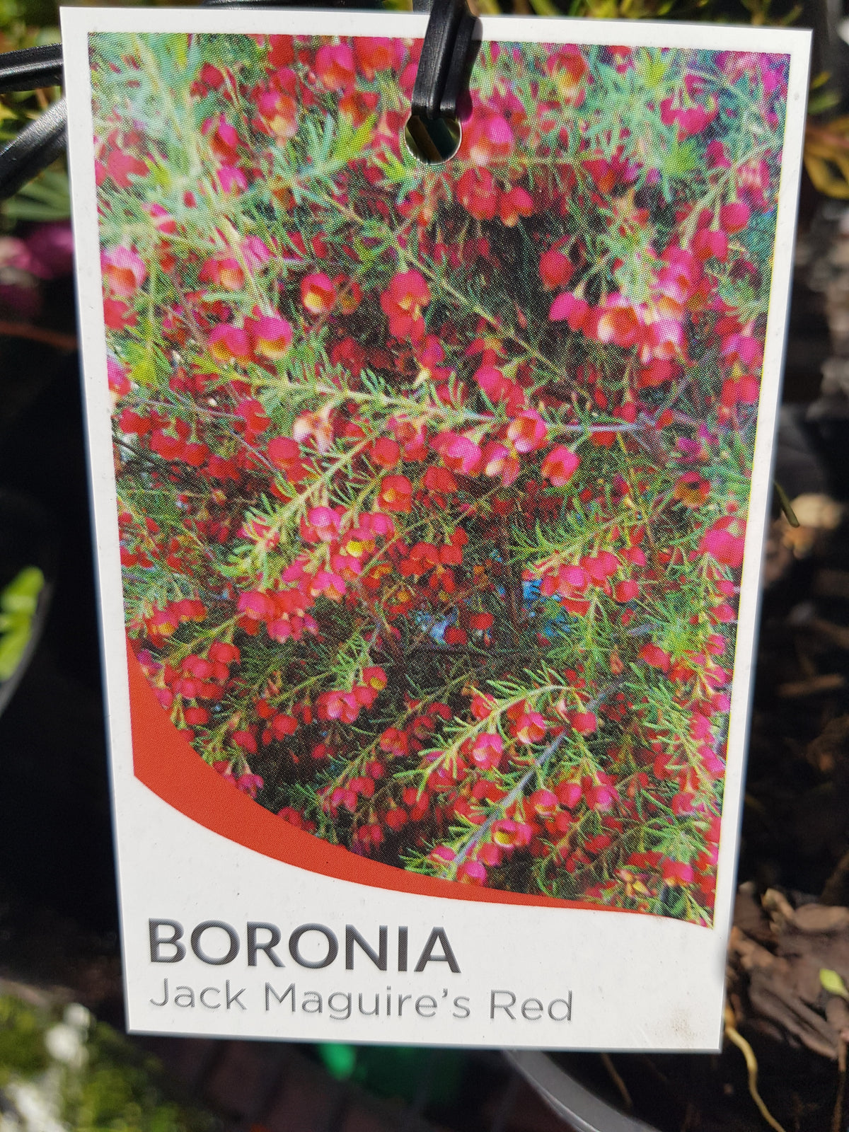 Bronoia Jack Maguires Red