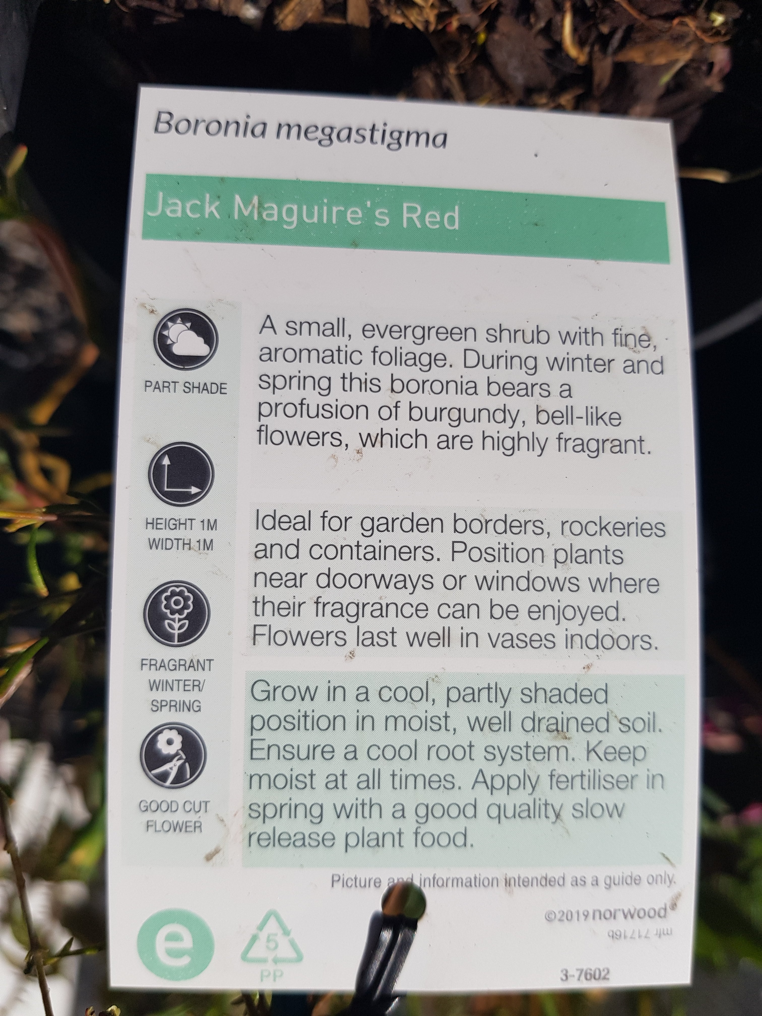 Bronoia Jack Maguires Red