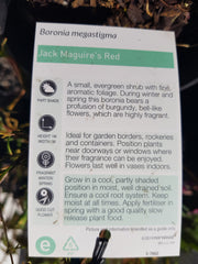 Bronoia Jack Maguires Red