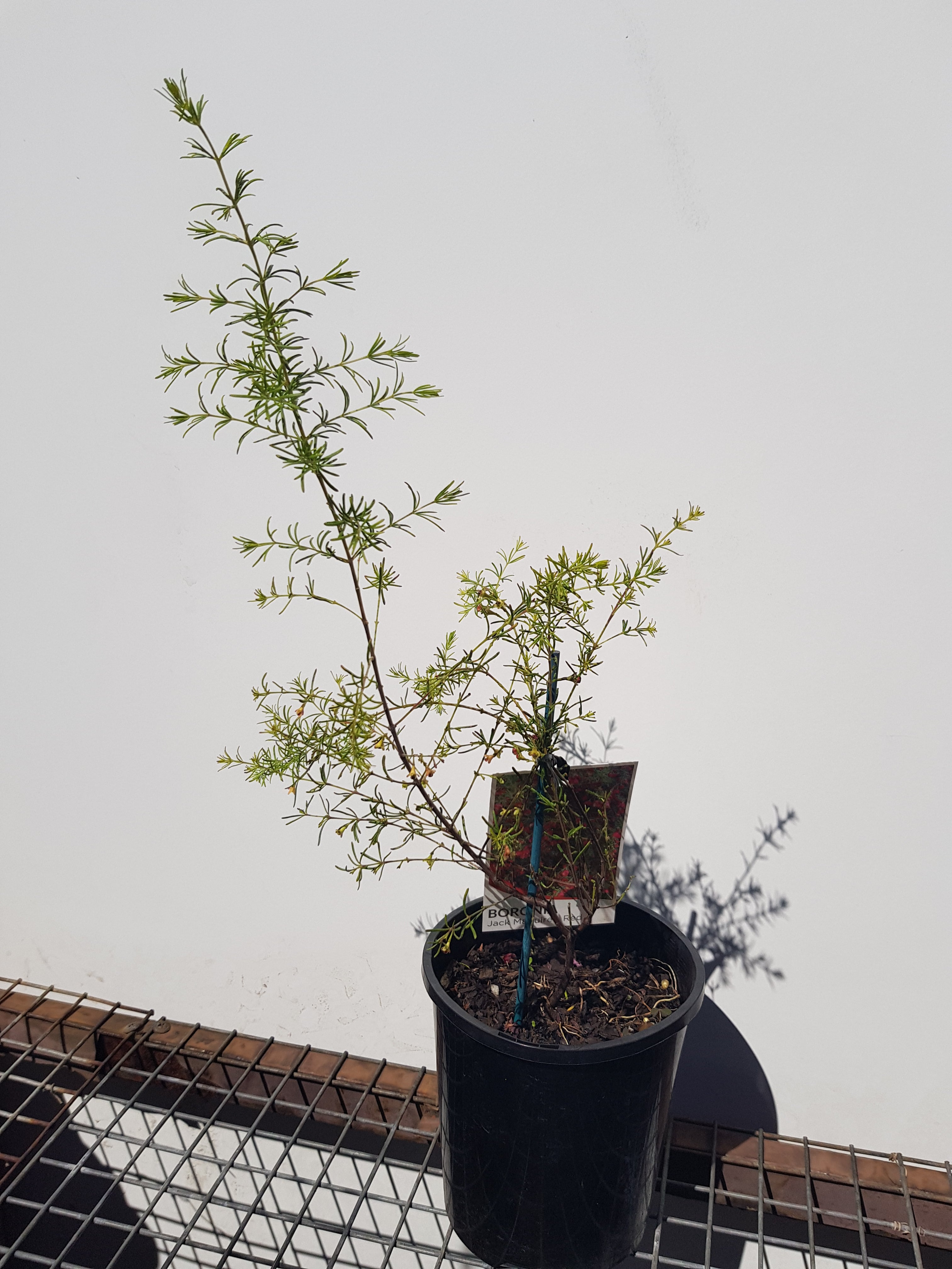 Bronoia Jack Maguires Red