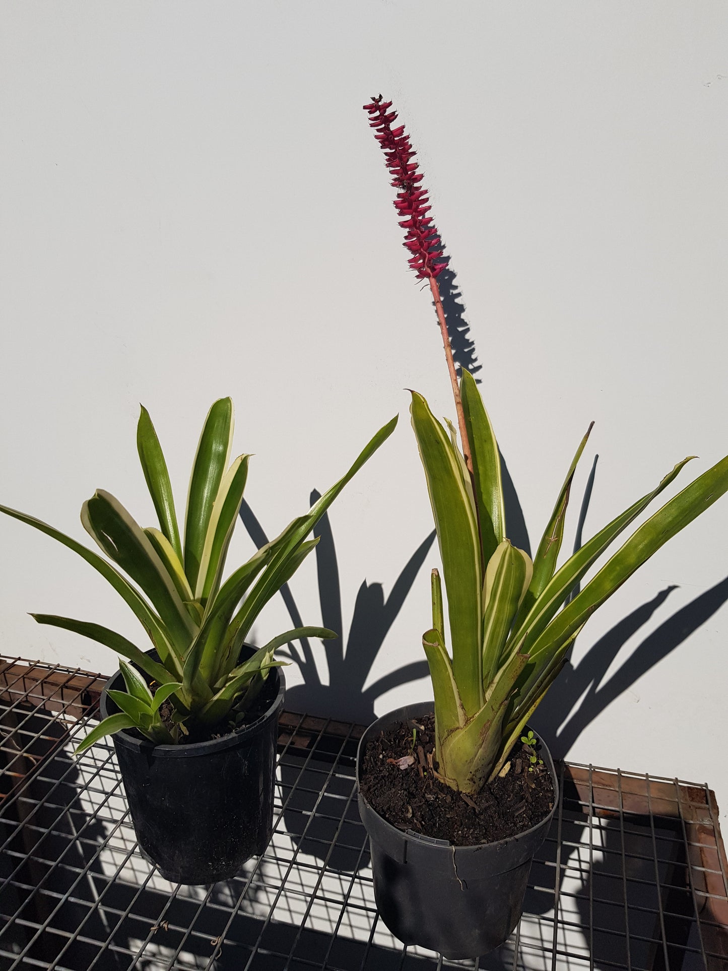 Bromeliad Neoregelia