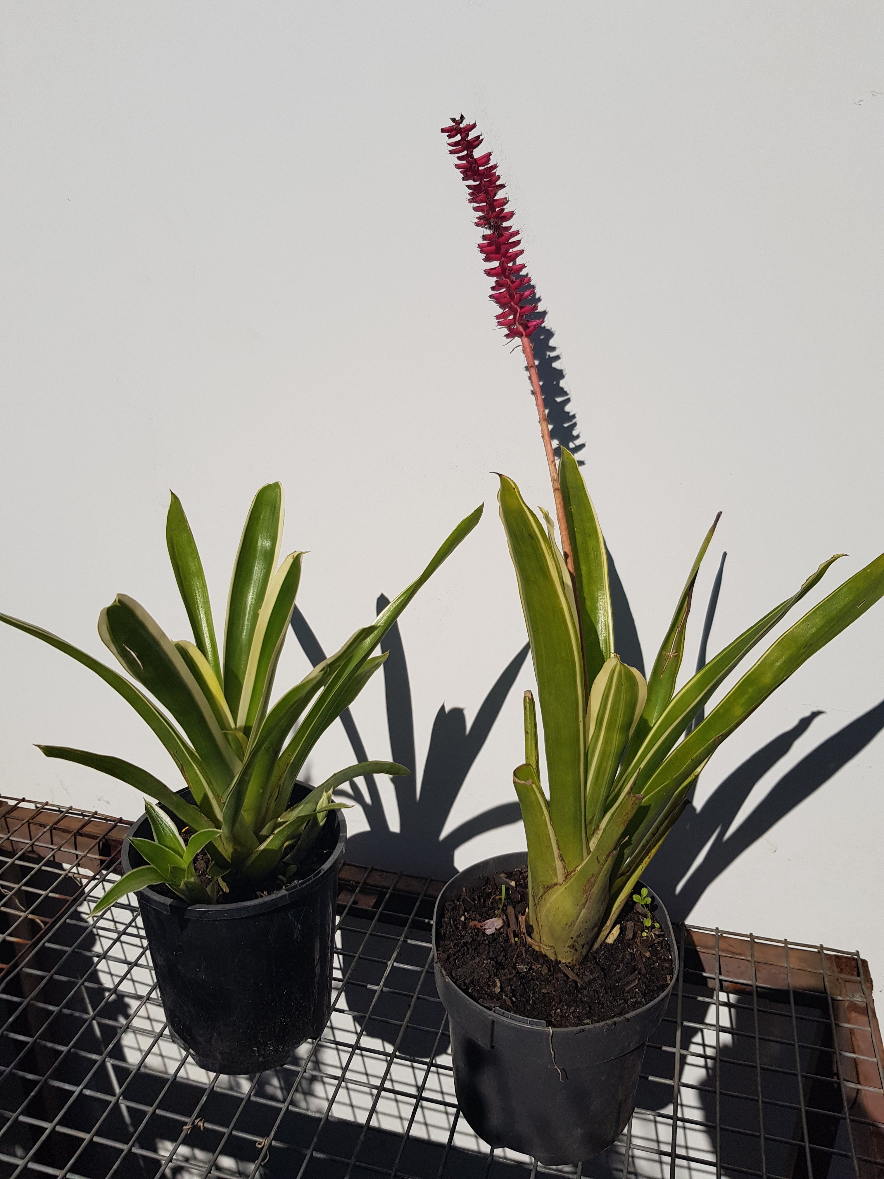 Bromeliad Neoregelia - One Red Hill