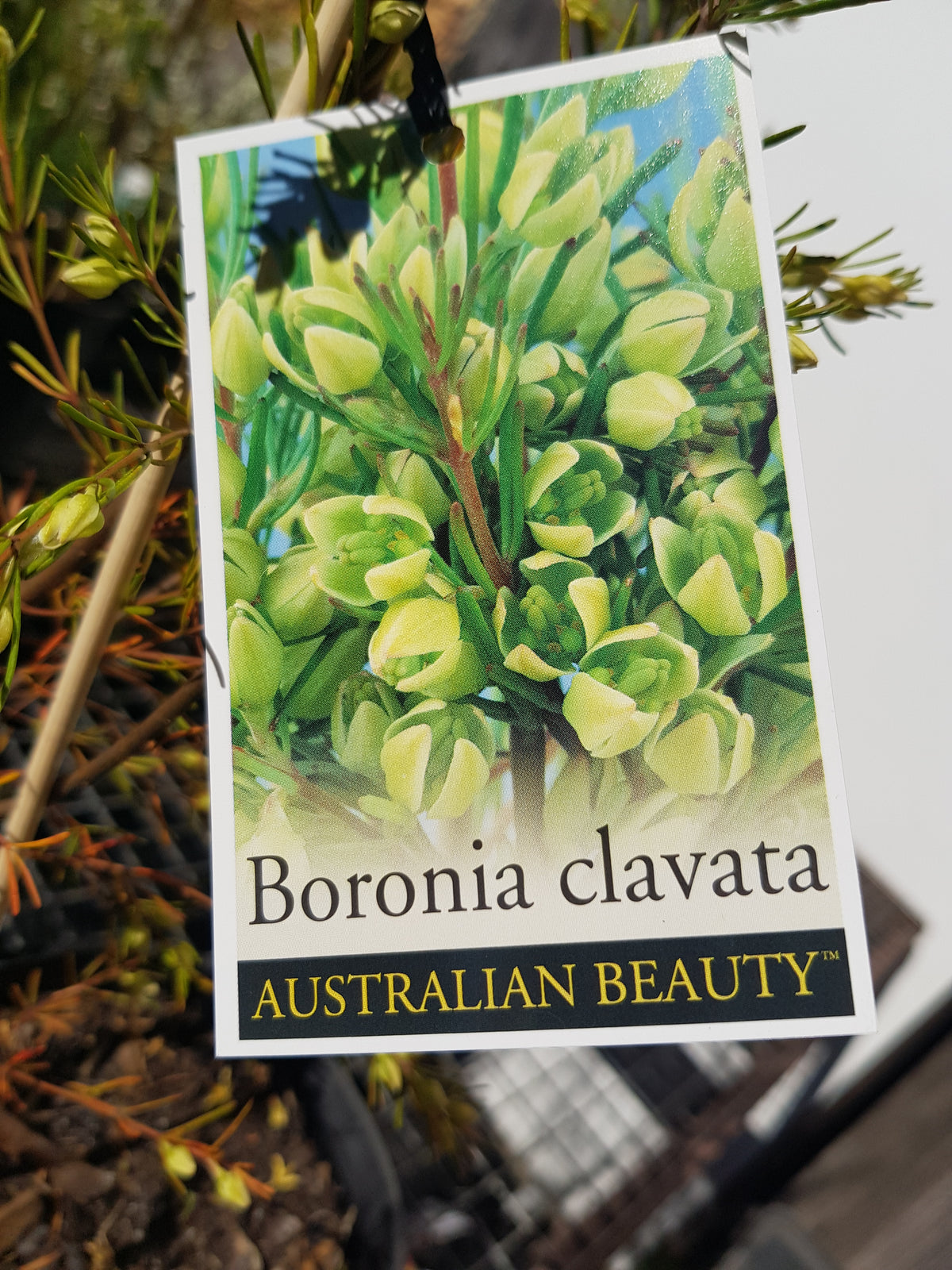 Boronia - Clavata