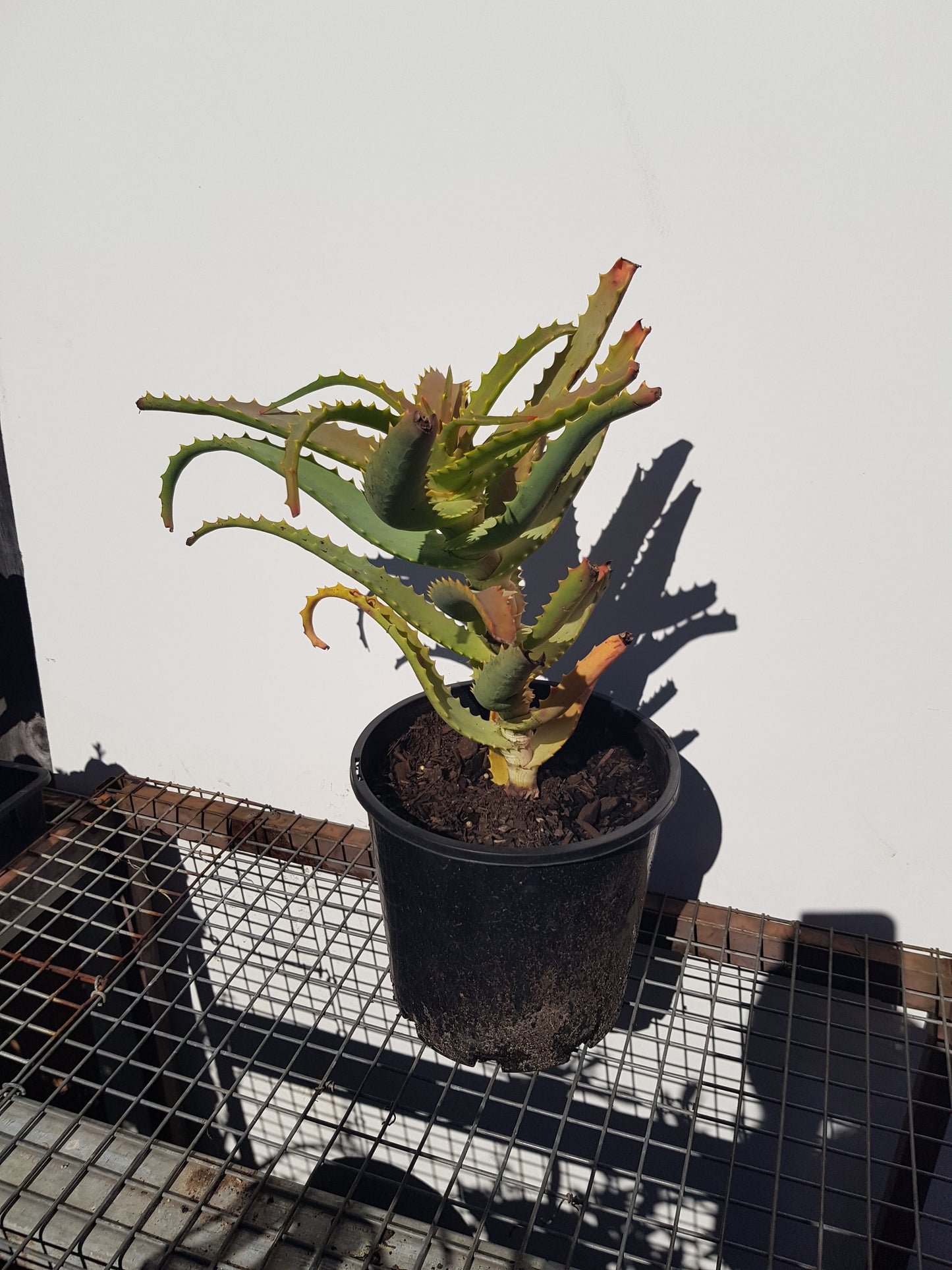 Aloe Arborescens - Candelabra Aloe
