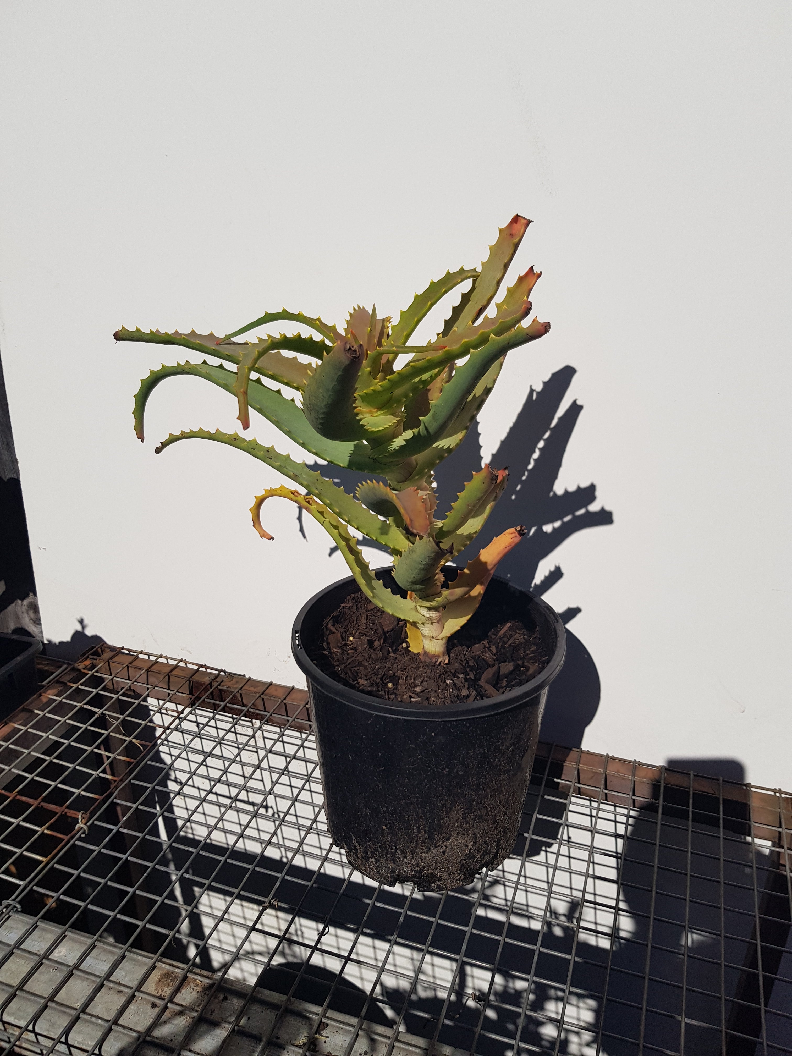 Aloe Arborescens - Candelabra Aloe - One Red Hill