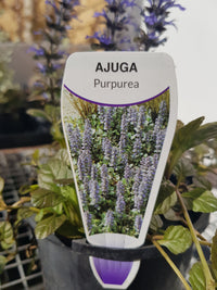 Ajuga - Purpurea