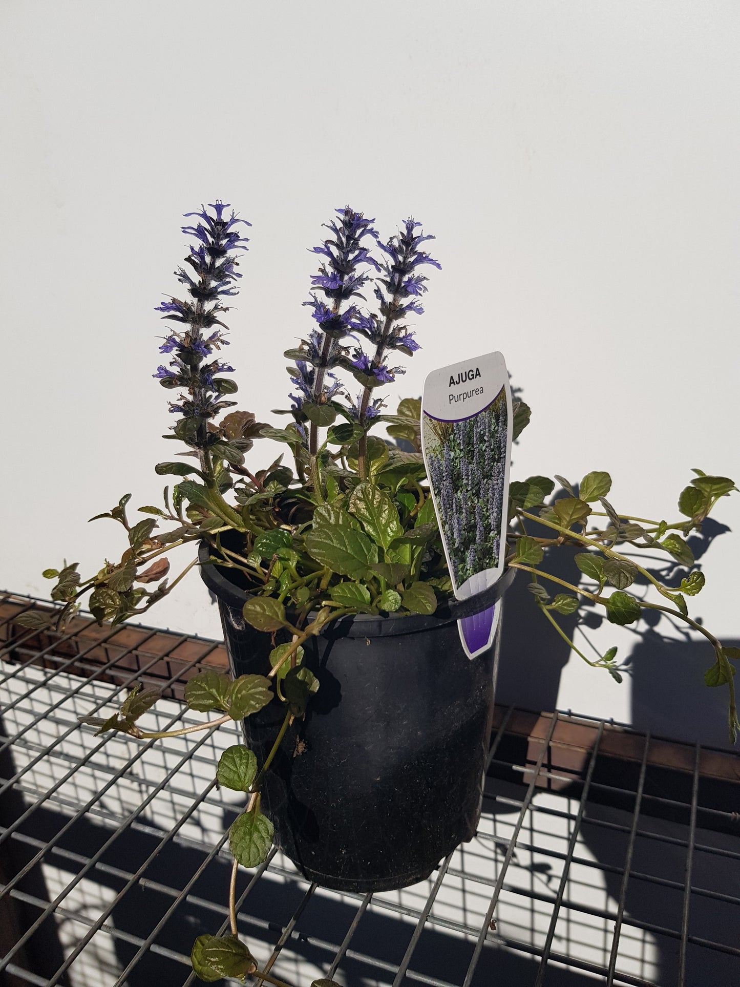 Ajuga - Purpurea