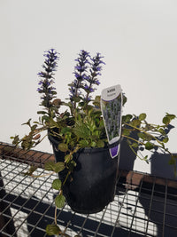Ajuga - Purpurea