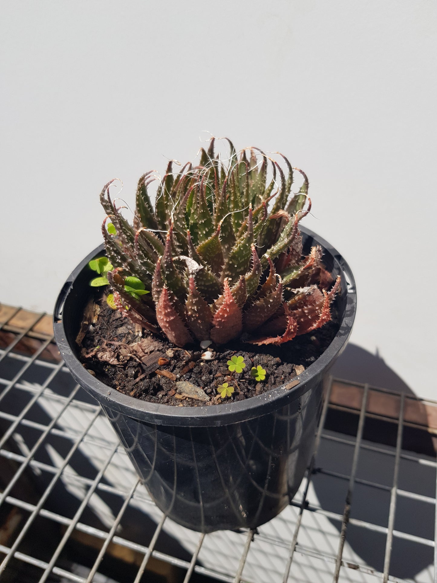 Aloe Aristata