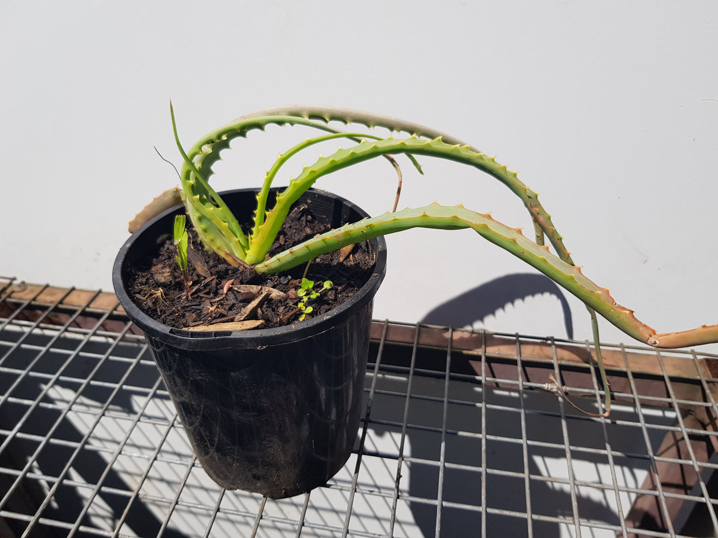 Aloe