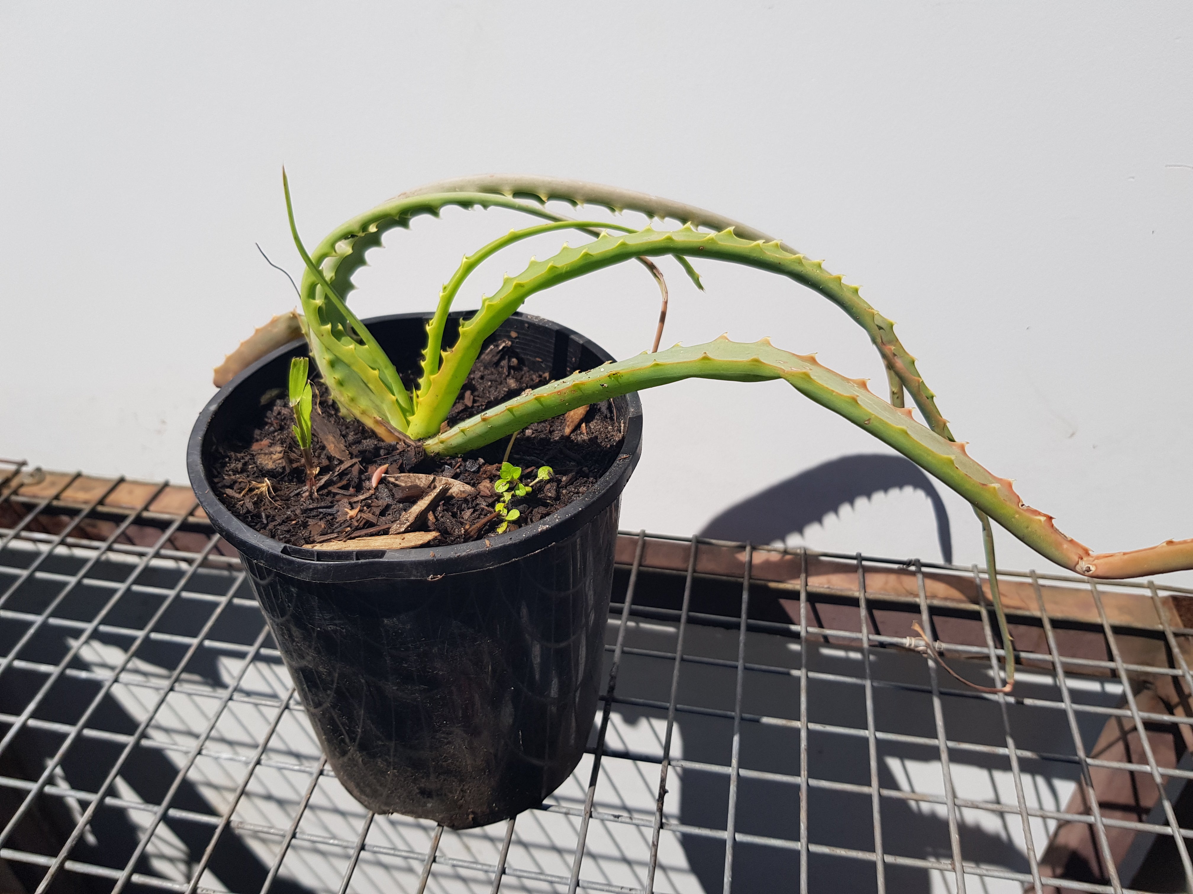Aloe - One Red Hill