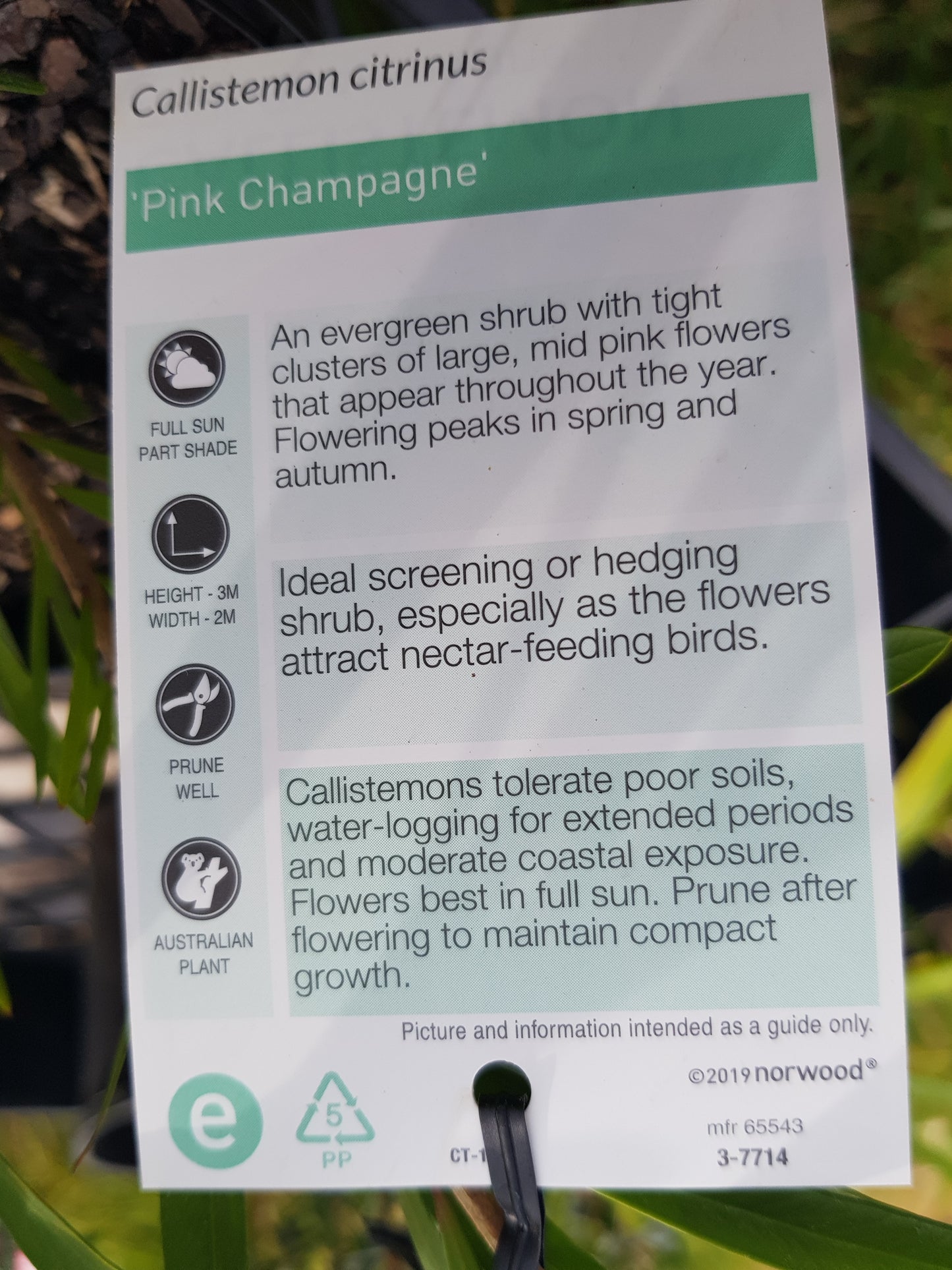 Callistemon - Pink Champagne