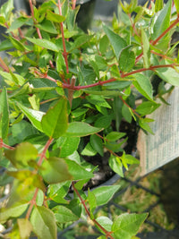 Abelia - Summer Snow