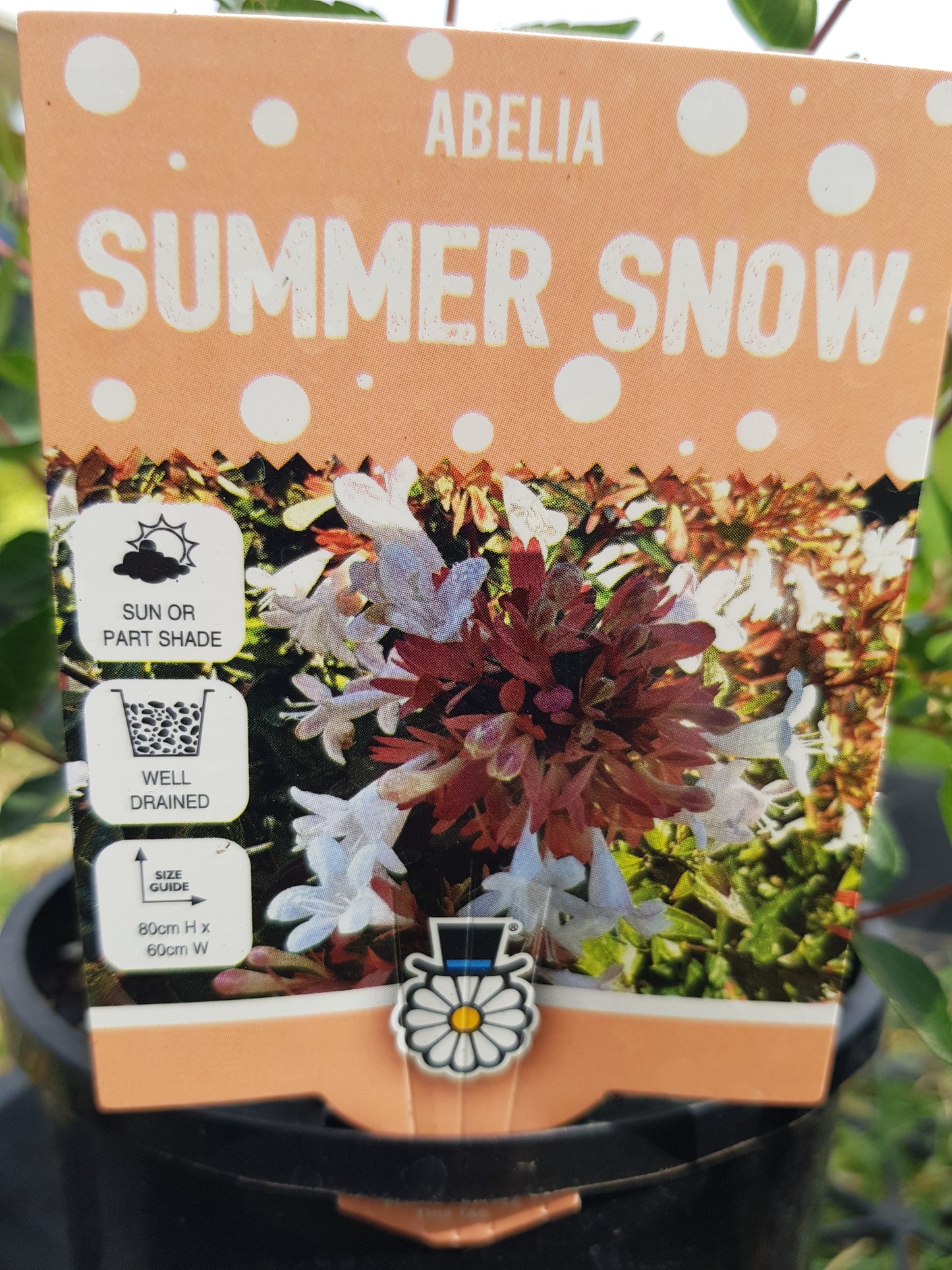 Abelia - Summer Snow
