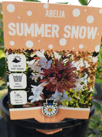 Abelia - Summer Snow