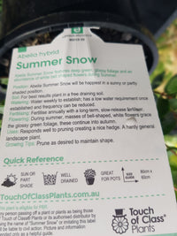 Abelia - Summer Snow