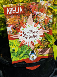 Abelia - Peach
