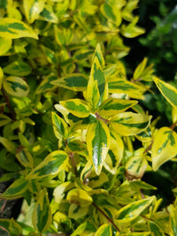 Abelia - Peach