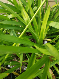 Agapanthus - Purple