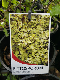 Pittosporum - Silver Sheen