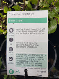 Pittosporum - Silver Sheen