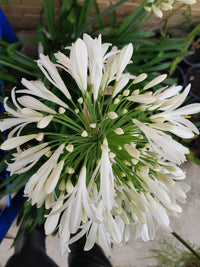 Agapanthus - White