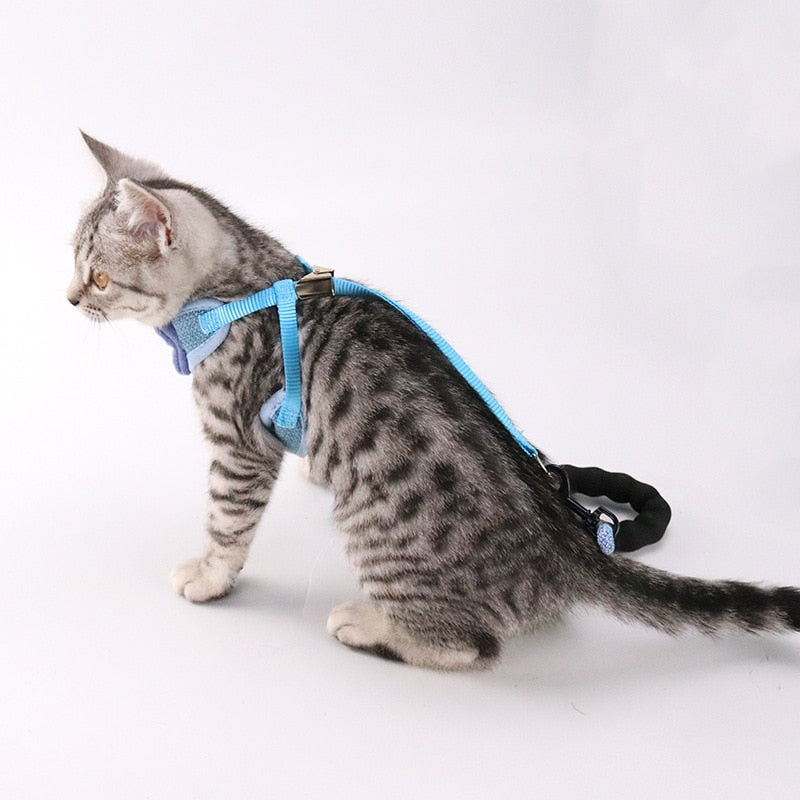 Pet chest and back leash