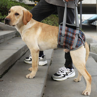 Fashion Personality High Aged Dog Accessory Belt - One Red Hill