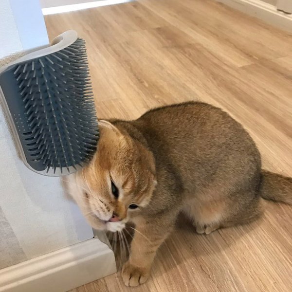 -Grooming Brush Pet Wall Rubbing Device